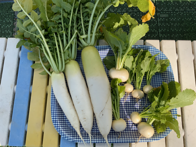 ＜食育活動④＞年中組さんが大根を収穫しました！