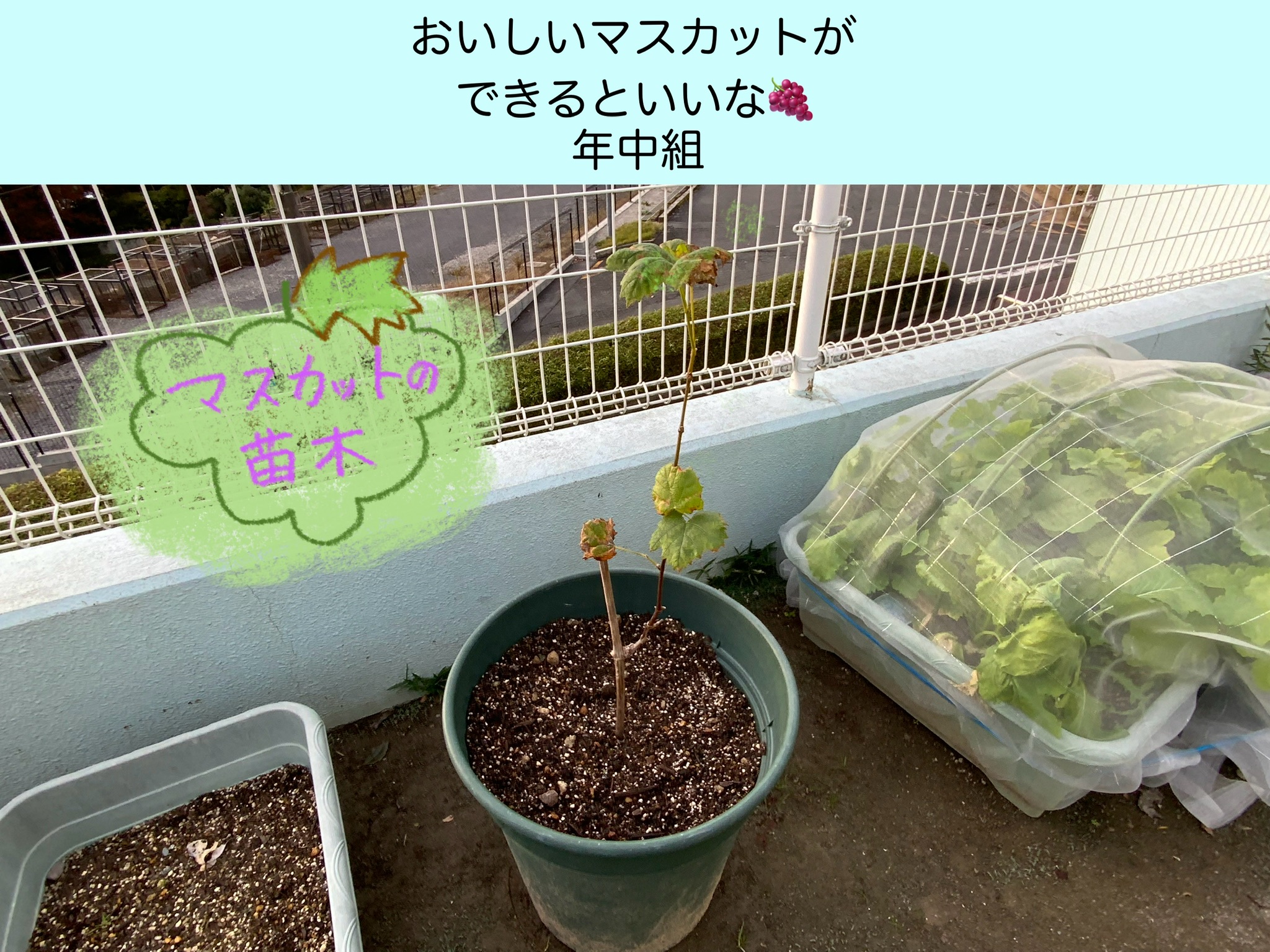 【年中組】おいしいマスカットができるといいな♪
