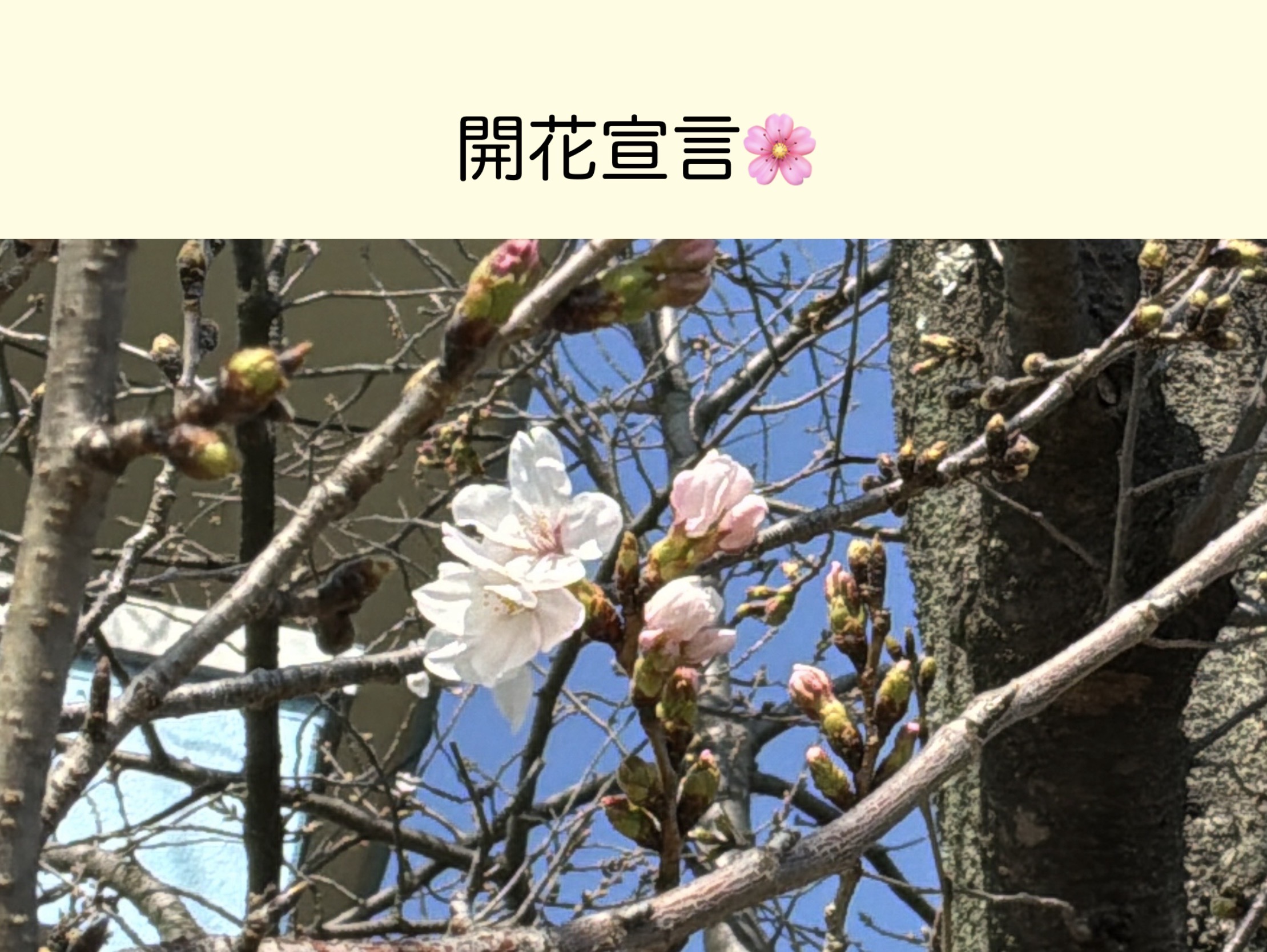 開花宣言🌸