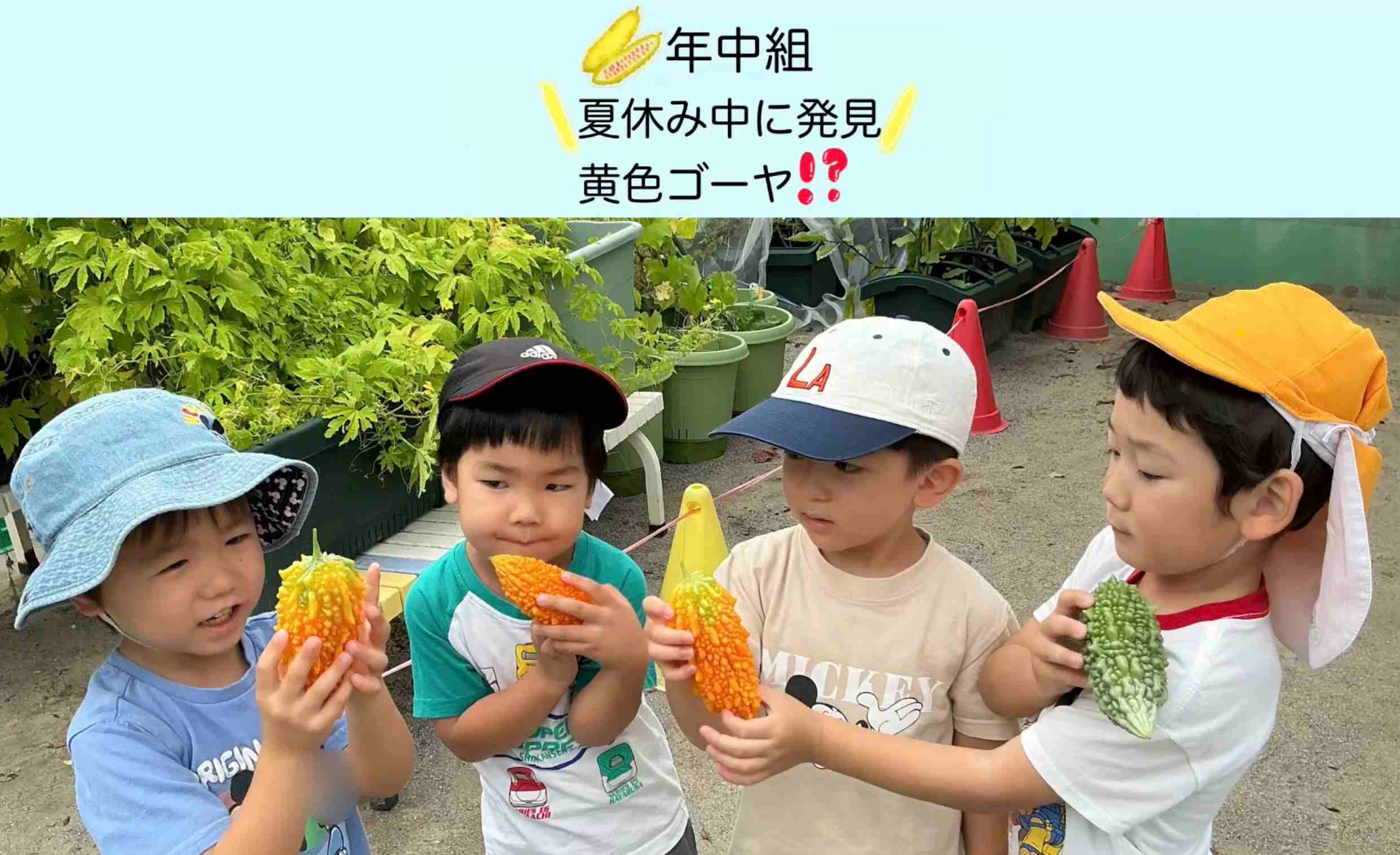 【年中組】夏休み中に発見！黄色のゴーヤ⁉