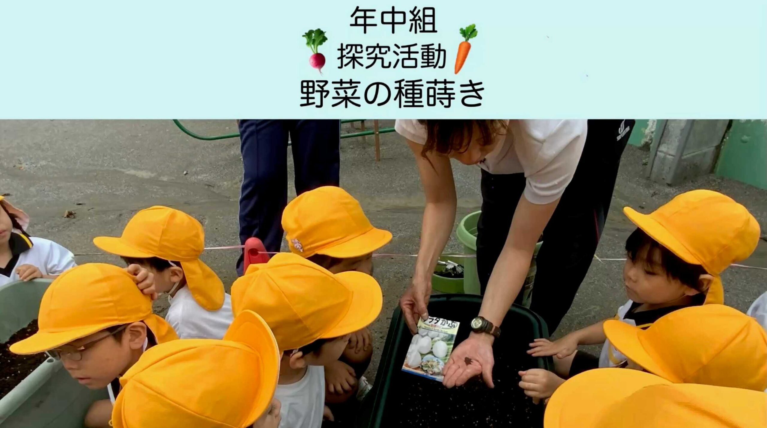 【年中組】🥕探究活動🥕～野菜の種蒔き～