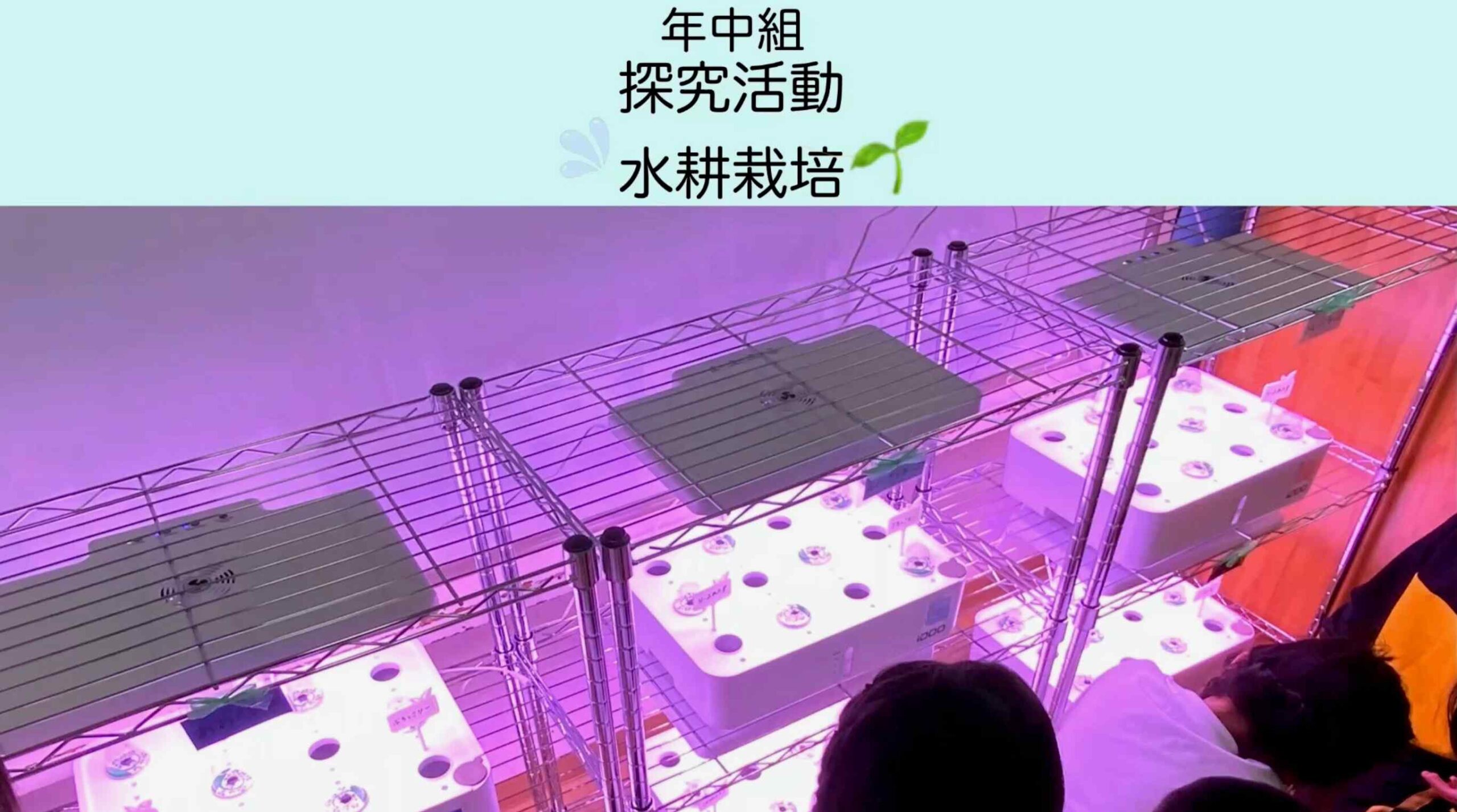 【年中組】探究活動　～水耕栽培🌱～